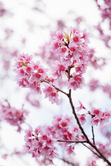 landscape of beautiful cherry blossom, pink Sakura flower branch against background of blue sky at Japan and Korea during spring season with close up flowers bush