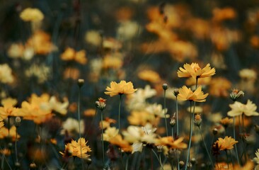 yellow flowers in a field