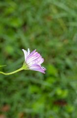 Natural Purple Daisy with rain drops and green blur background, flowers photography