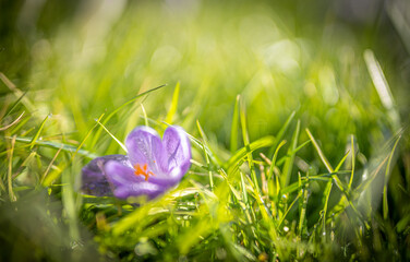 Trawnik wczesnym rankiem, jasne światło i delikatnie rozmazany kwiat krokusa.