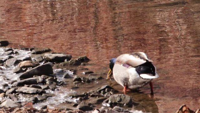 A male mallard duck eating a fish(loach) in a shallow water.