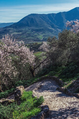 Vertical photo of a path down the mountain surrounded by almond blossoms.