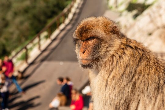 grumpy looking Barbary macaque monkey on the Rock of Gibraltar 