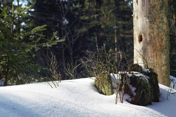 Foto auf Leinwand Schnee bedekt © Marvin