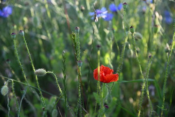 Obraz premium wilde Mohnblume