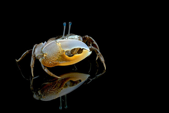 Beautiful yellow-lemon Fiddler Crab or Calling Crab reflection on black background.