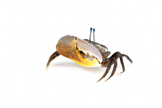 Beautiful yellow-lemon Fiddler Crab or Calling Crab or Commando Crab (Uca) isolated on white background.