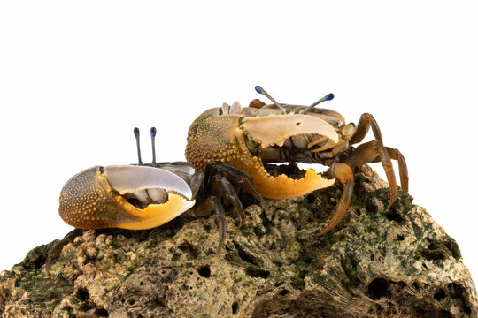 A pair of beautiful yellow-lemon Fiddler Crab or Calling Crab or Commando Crab on white background.