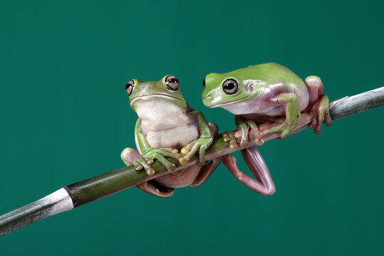 Two Dumpy Frogs (Ranoidea caerulea) is sitting on a bamboo stick.