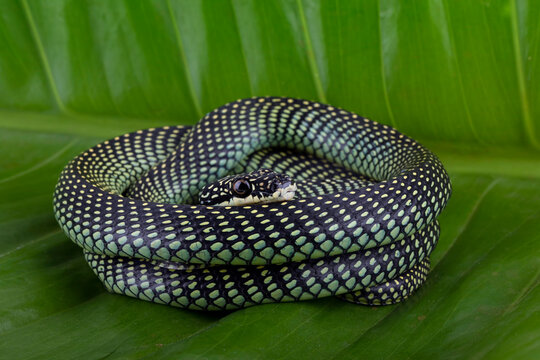 ChrysopeleaBilder StockFotos & Videos. Adobe Stock