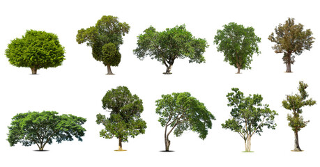 Collection of   trees  Isolated  on white background,   Exotic tropical tree for design.