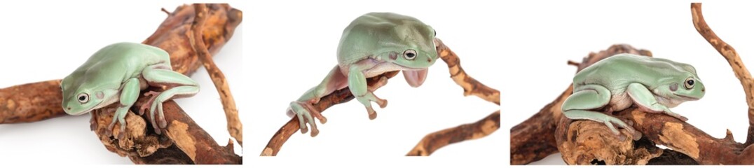 The Australian green tree frog isolated on white background with full depth of field, Set or collection