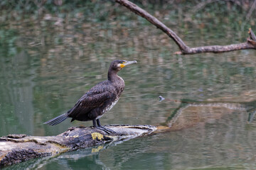 Fototapeta premium A great cormorant on a foating branch