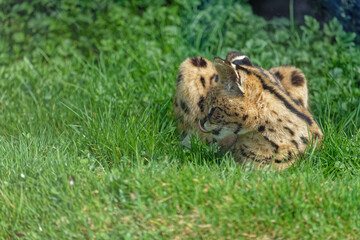 A serval at rest in the grass
