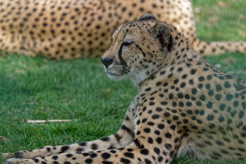 Cheetahs at rest in the grass field
