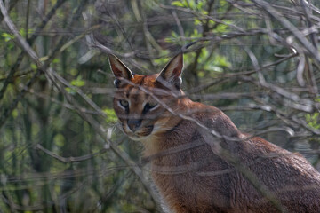 Caracal hidden in the branches
