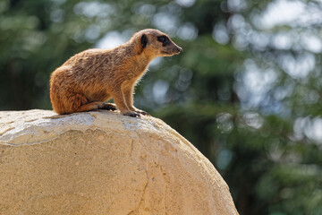 Suricate in a sand landscape