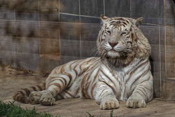 White tiger at rest in its cage
