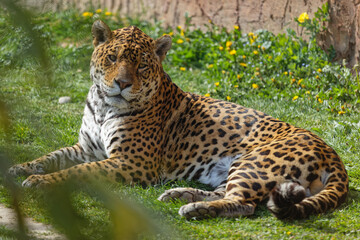 Jaguar at rest in the grass