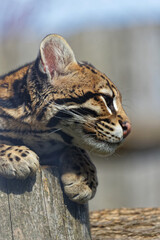 Ocelot looking at prey