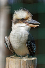 Giant australian kingfisher named Kookaburra