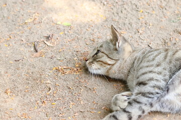 photo of a tabby grey cat sleeping on the ground