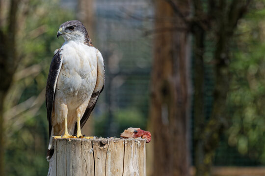 Variable Hawk On A Trunk