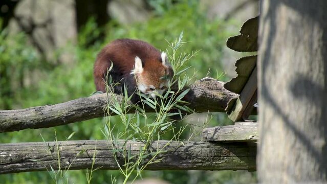 movie of red panda eating bamboo