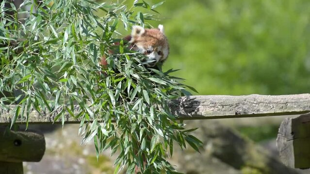 movie of red panda eating bamboo