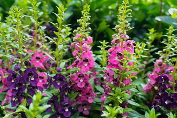 Forget me not flowers