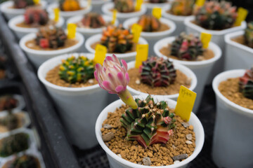 Cactus in a pot