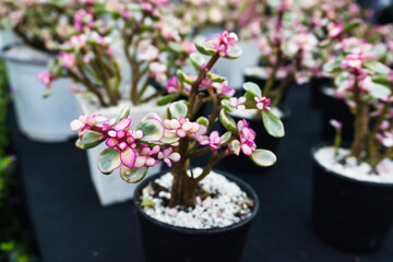 Pink flowers in a pot
