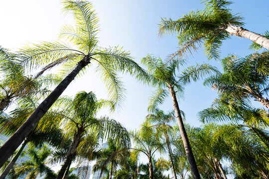 Low angle view of royal palm trees