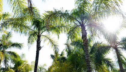 Fototapeta premium Low angle view of royal palm trees