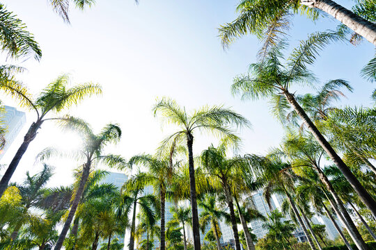 Low Angle View Of Royal Palm Trees