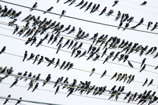 Many swallow on the line