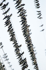 Many swallow on the line