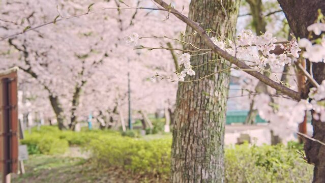 桜が満開に咲く並木道　春の日常風景