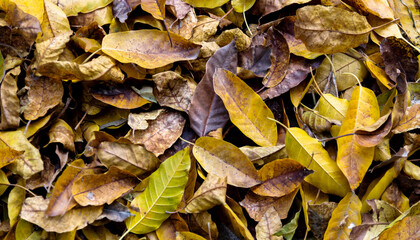 Close up of  brown leaves on the ground