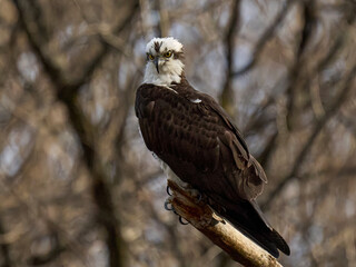 Osprey Loch Raven Reservoir