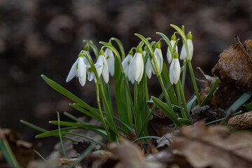 Early spring snowdrops, Galanthus nivalis, selective focus and diffused background
