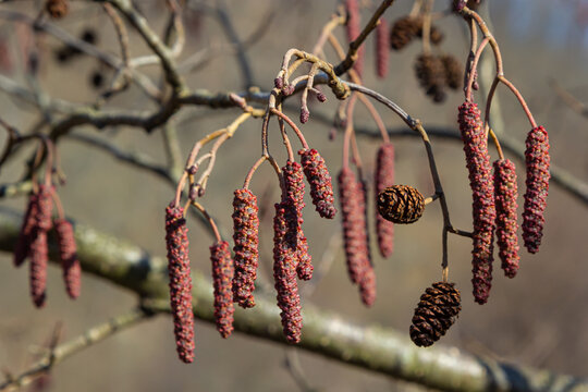 European alder, Alnus glutinosa, branch with mature female catkins, blooming male catkins and buds on soft background, selective focus