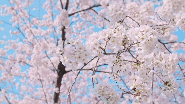満開の桜と青空　春のお花見イメージ　定点カメラ