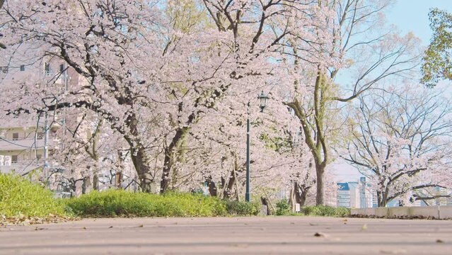 桜が満開に咲く並木道　春の日常風景
