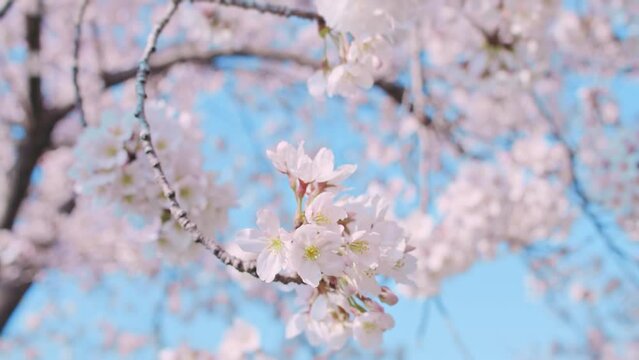 【4K】満開の桜と青空　春のお花見イメージ