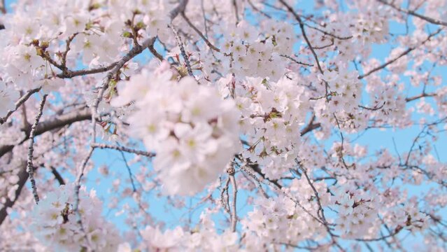 【4K】満開の桜と青空　春のお花見イメージ