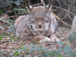 Der faule Luchs