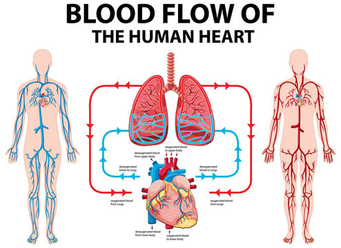 Diagram showing blood flow of human heart