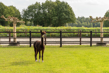 A black and white alpaca on green grass meadow. Curious funny animals on meadow. Wool of different colors. Curious, soft, animal themes