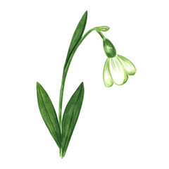 Watercolor Snowdrop